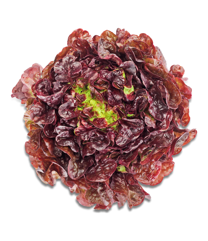 Salat Eichblatt