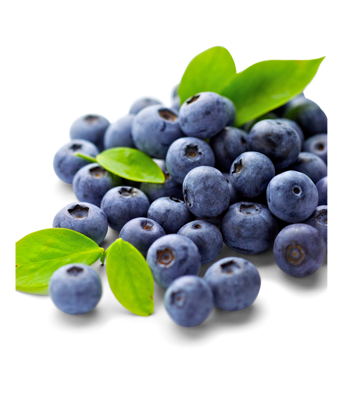 Kulturheidelbeeren