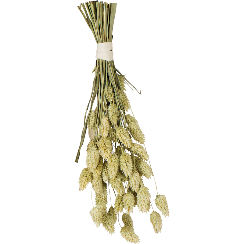 JR Birds Kanariensaat 20g