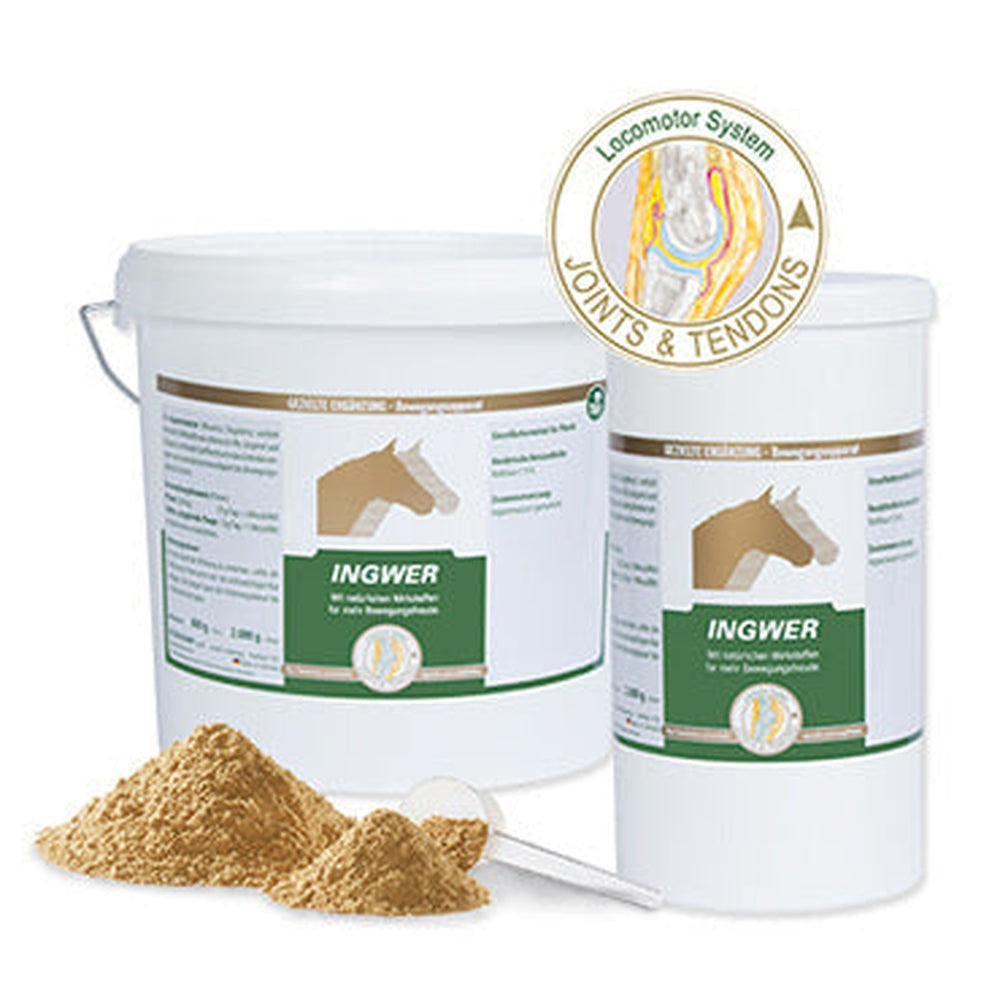 Equipower Ingwer 100 %