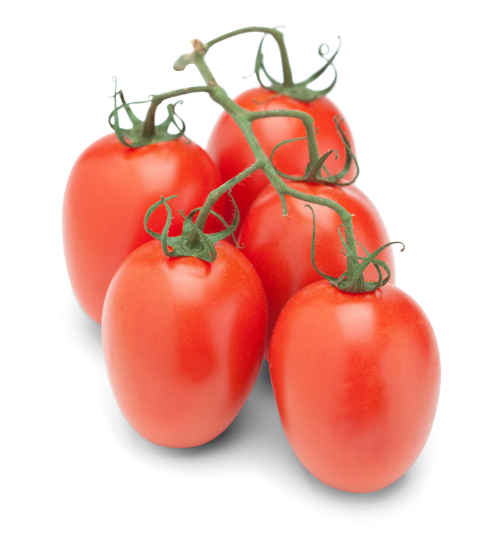 Cocktailtomaten Eier-Strauch
