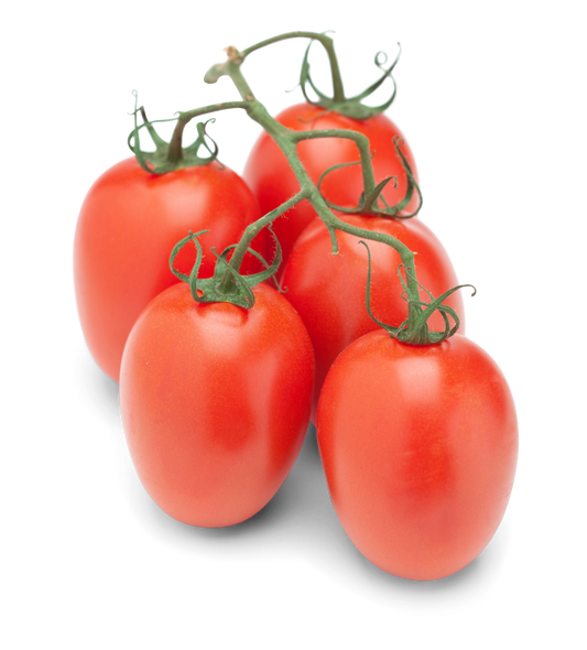 Cocktailtomaten Eier-Strauch