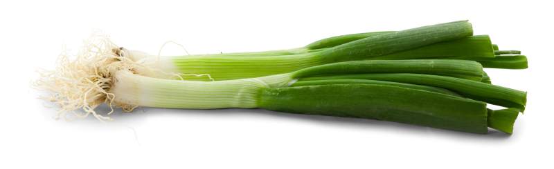 Lauchzwiebel