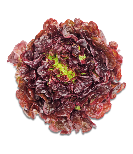 Salat Eichblatt