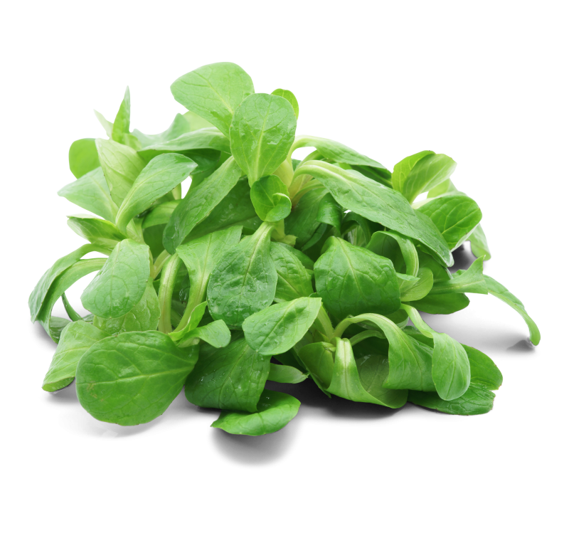 Feldsalat