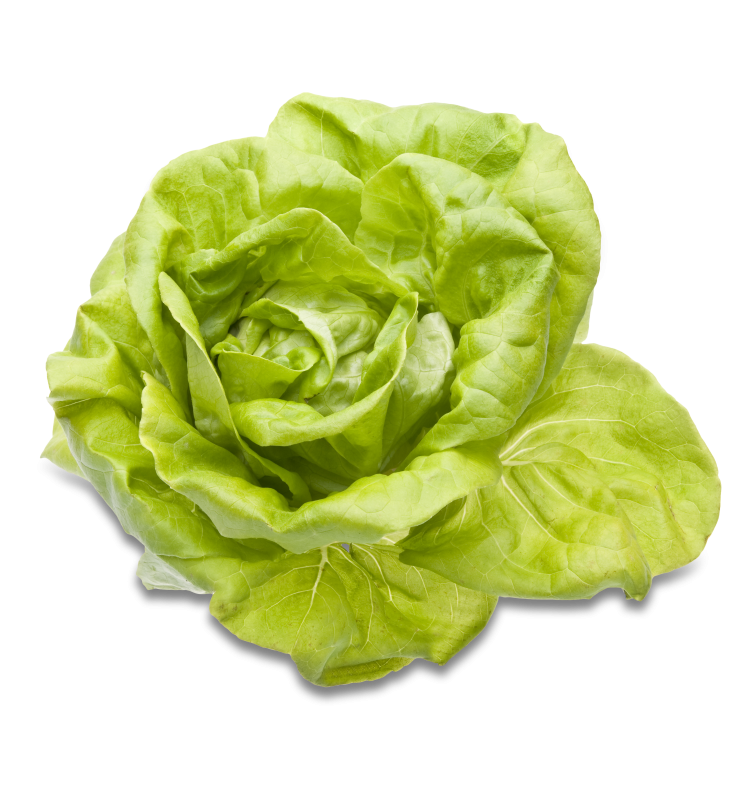 Kopfsalat