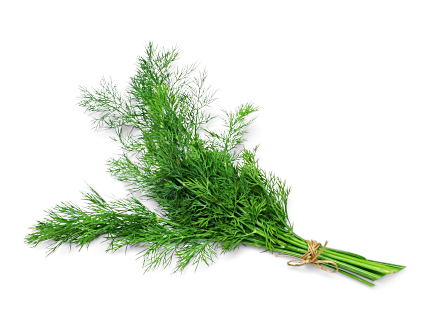 Dill