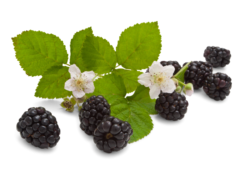 Brombeeren