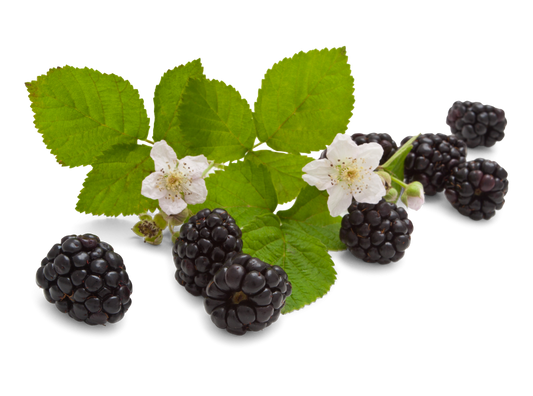 Brombeeren