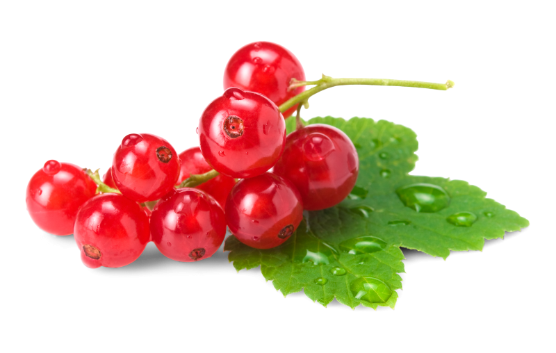 Johannisbeeren rot