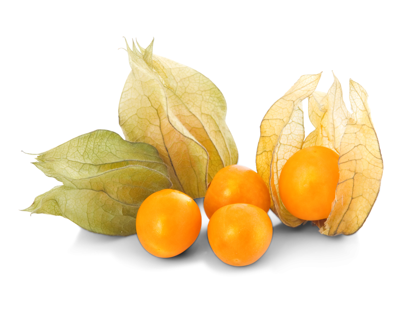 Physalis