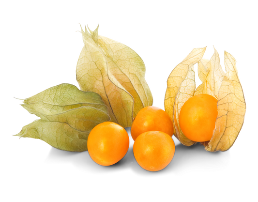 Physalis
