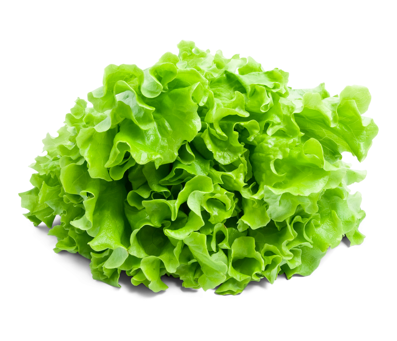 Salat Novita