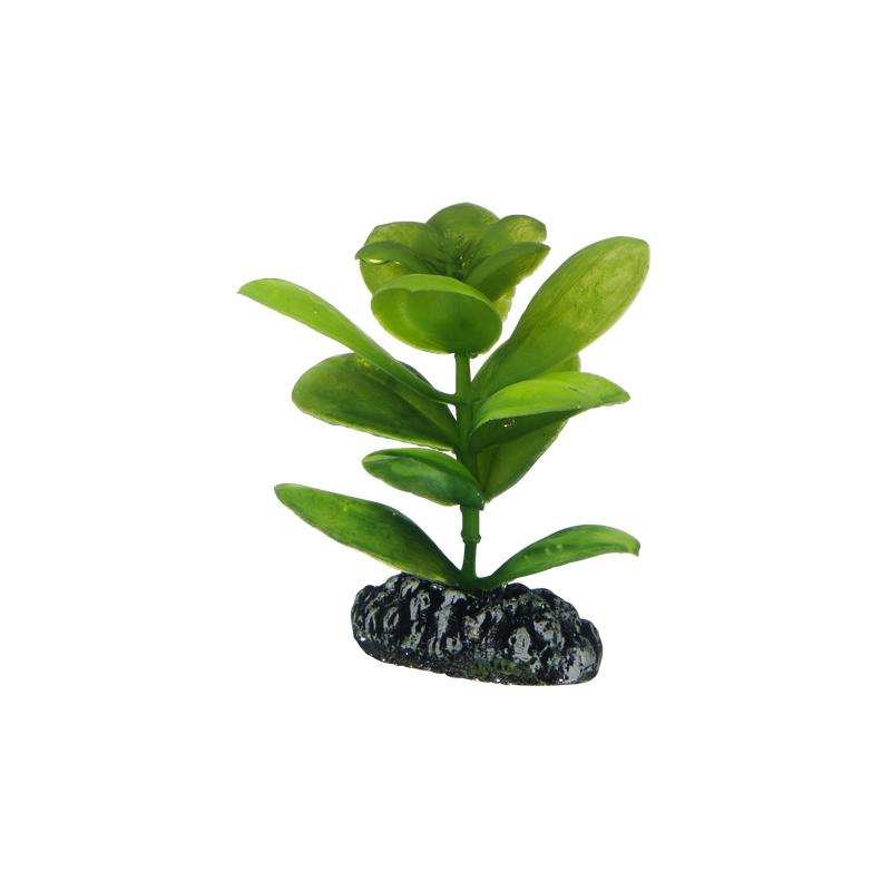 Dohse HOBBY Saururus