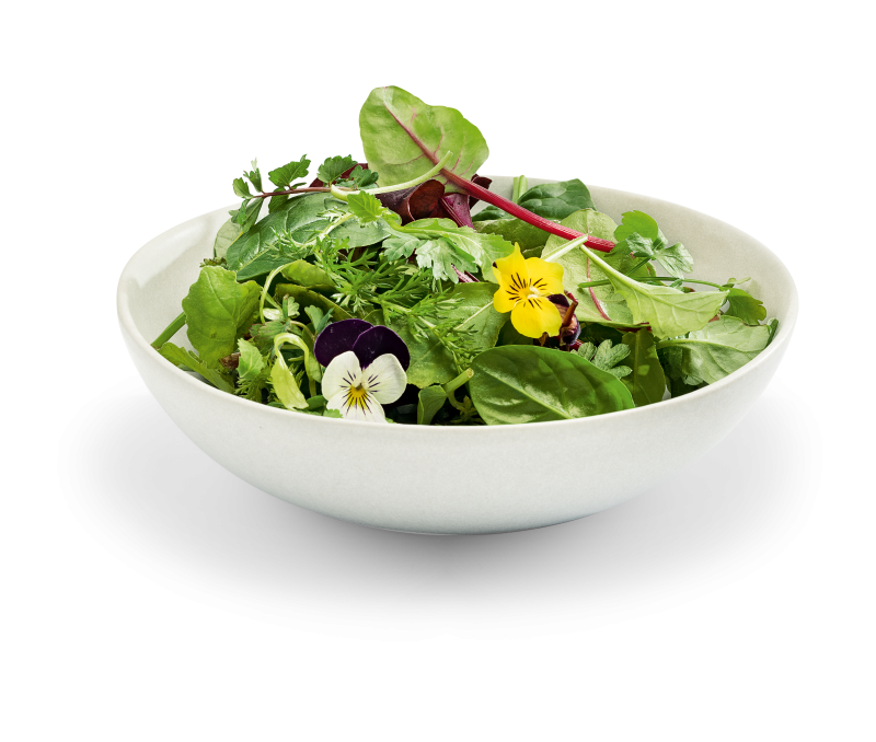 Wildkräutersalat