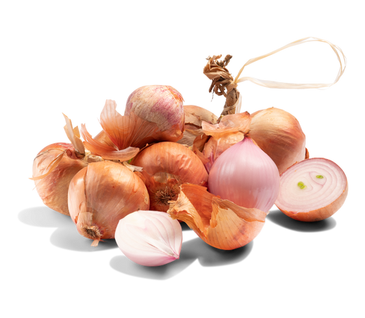 Zwiebel Roscoff