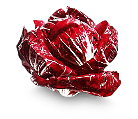Radicchio