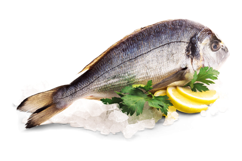 Dorade Royale