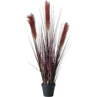 Pflanze im Topf, Bristle Hirse